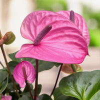 Anthurium 'Cavalli' Flower Seeds for Planting Long Bloom Season Heirloom & GMO Free Seeds for Home Garden  Sale