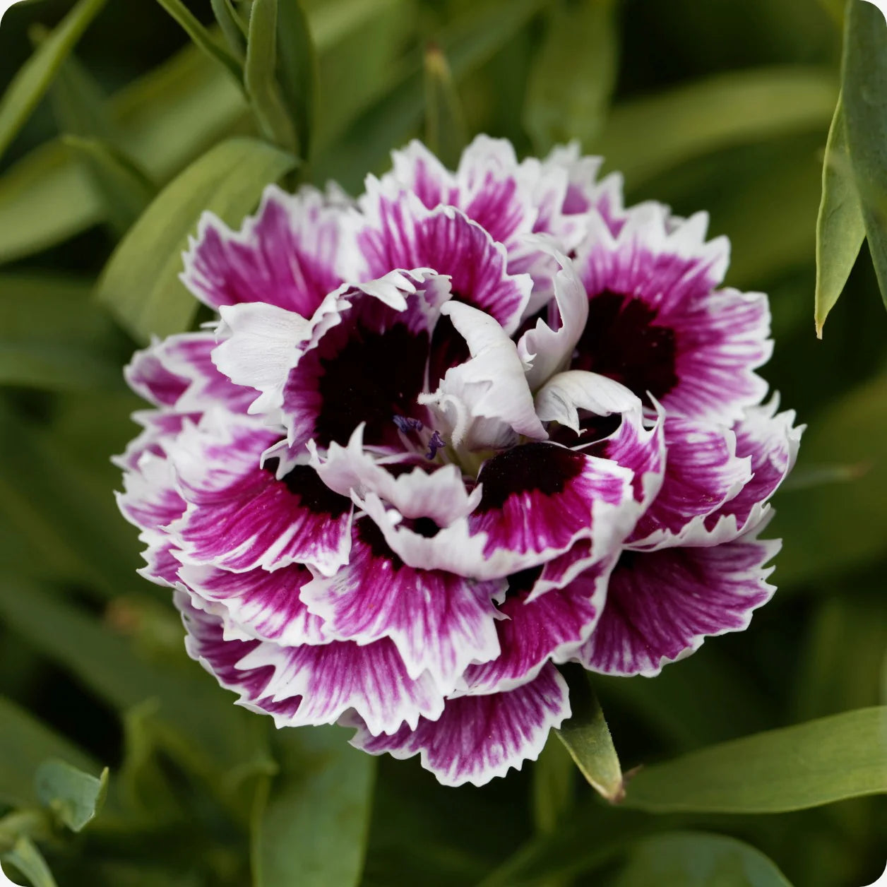 White Violet Dianthus Flower seeds for Planting Perfect for Borders Heirloom & GMO Free Seeds for Home Garden 
 
 Sale