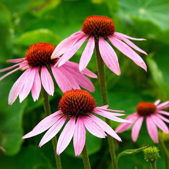 Cone Flower seeds for Planting Colorful Display Heirloom & GMO Free Seeds for Home Garden 
 
 Sale