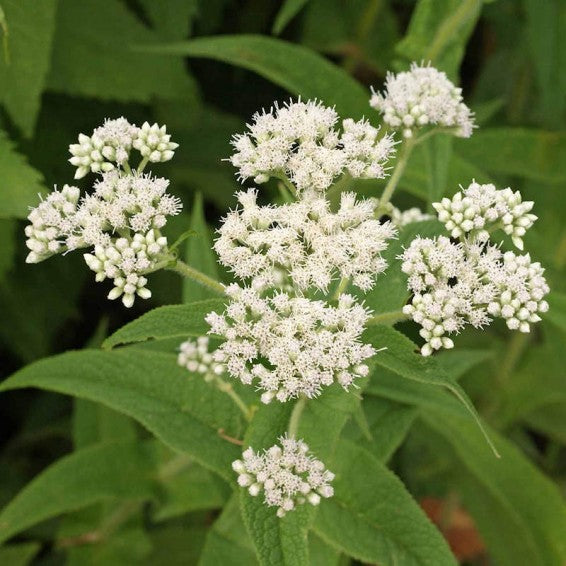 Heirloom Eupatorium Flower seeds for Planting Wildflower Mix Heirloom & GMO Free Seeds for Home Garden