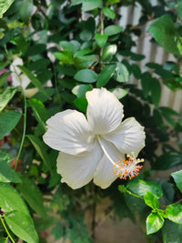 White Hibiscus Flower seeds for Planting, Compact Growth Heirloom & GMO Free Seeds for Home Garden