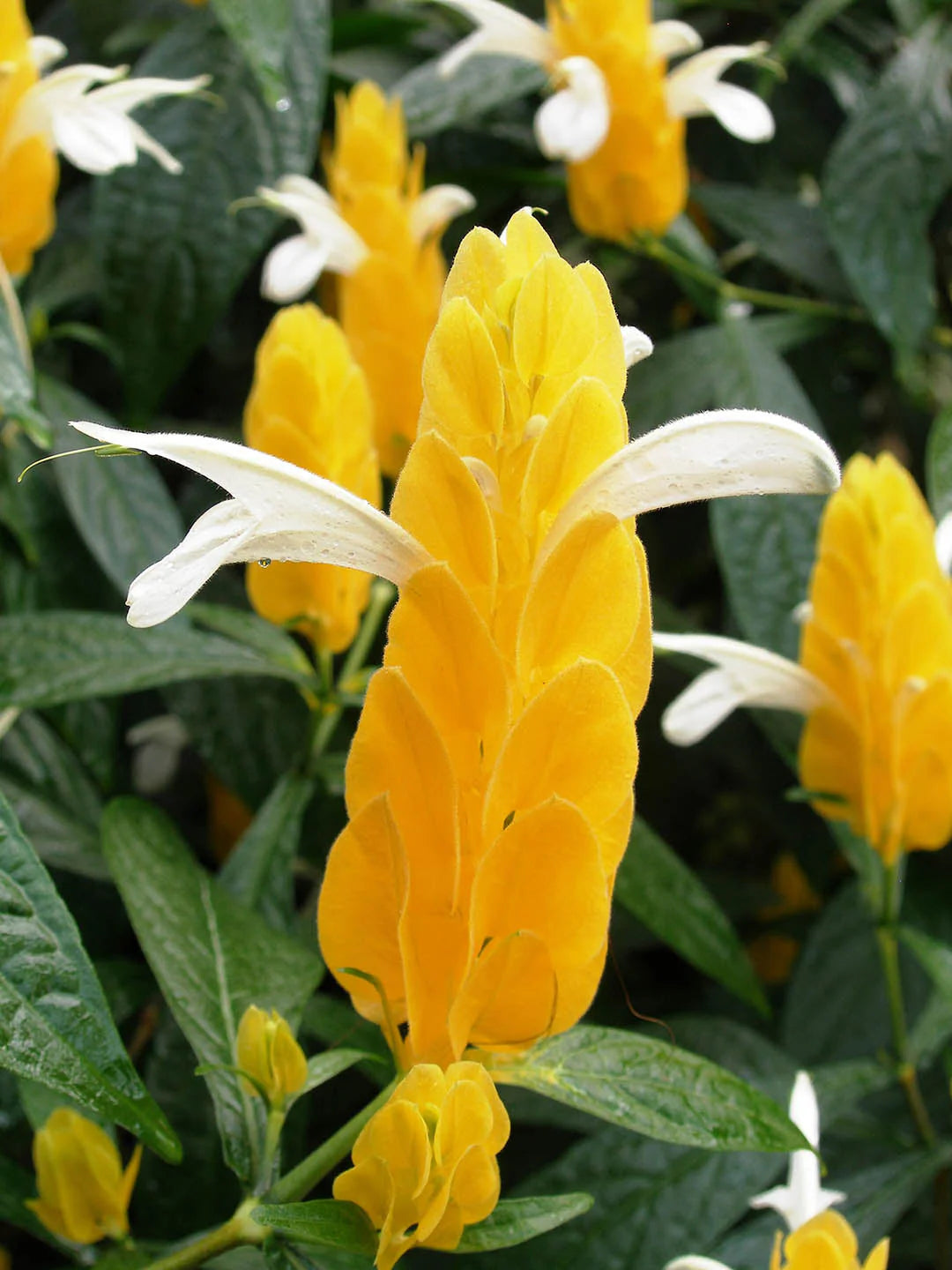 White Yellow Pachystachys Flower seeds for Planting Fragrant Blossoms Heirloom & GMO Free Seeds for Home Garden 
 
 Sale