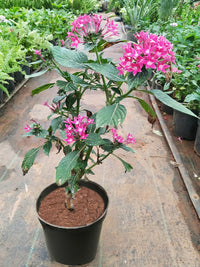 Pentas Lanceolata Flower seeds for Planting - Cut Flower Favorite, Heirloom & GMO Free Seeds for Home Garden