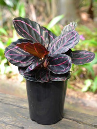 Black Calathea Flower seeds for Planting - Long Bloom Season, Heirloom & GMO Free Seeds for Home Garden