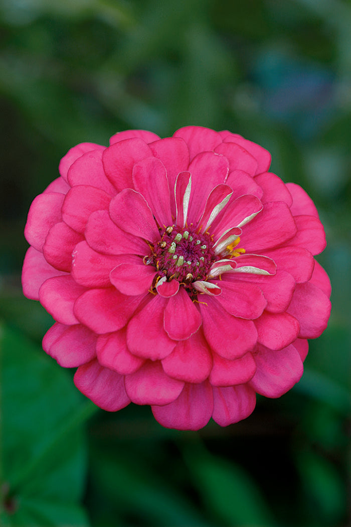 Deep Pink Zinnia Elegans Flower seeds for Planting - Wildflower Mix, Heirloom & GMO Free Seeds for Home Garden