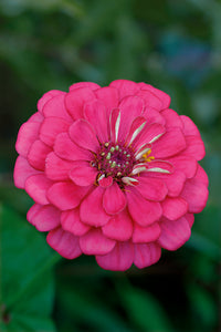 Deep Pink Zinnia Elegans Flower seeds for Planting - Wildflower Mix, Heirloom & GMO Free Seeds for Home Garden