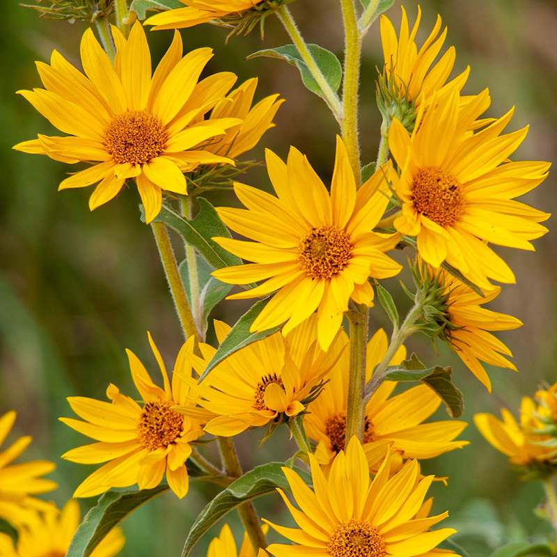Yellow Maximilian SunFlower seeds for Planting Compact Growth Heirloom & GMO Free Seeds for Home Garden
 
 Sale