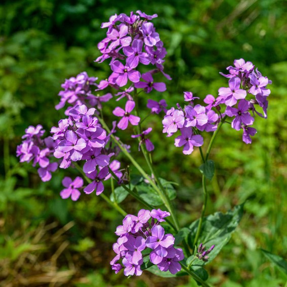 Violet Dame's Rocket Flower seeds for Planting Fragrant Blossoms Heirloom & GMO Free Seeds for Home Garden
 
 Sale