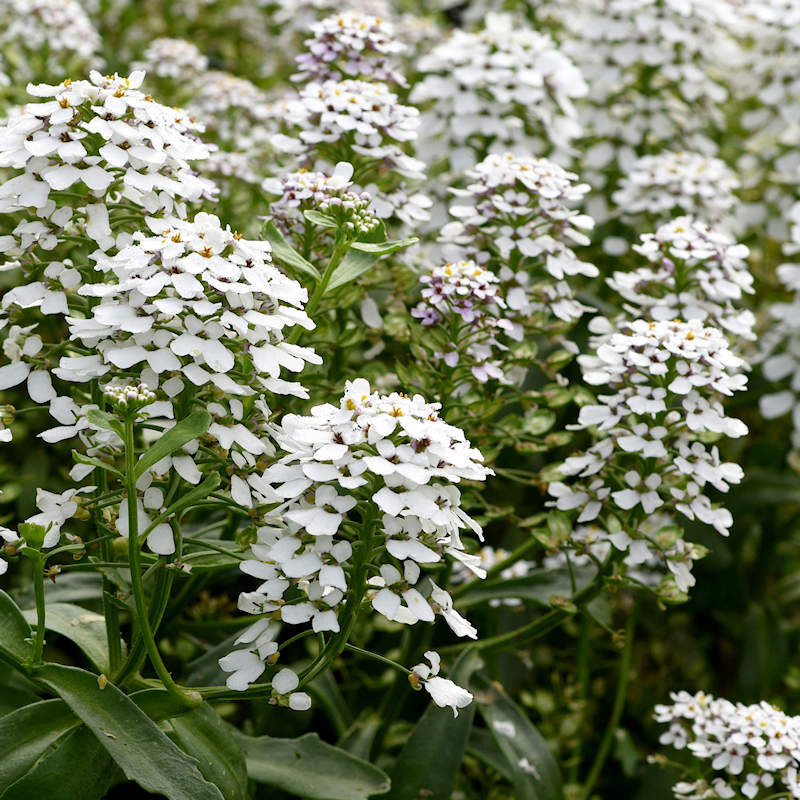 White Amara Empress Candytuft Seeds for Elegant White Flowers