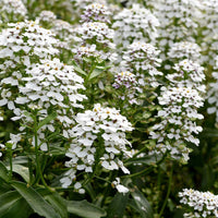White Amara Empress Candytuft Seeds for Elegant White Flowers