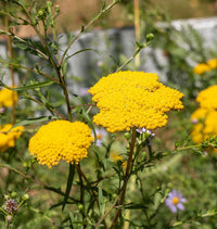 Yellow Achillea Flower seeds for Planting - Fragrant Blossoms, Heirloom & GMO Free Seeds for Home Garden