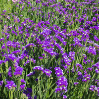 Statice Planting Flower Seeds for Dried Arrangements