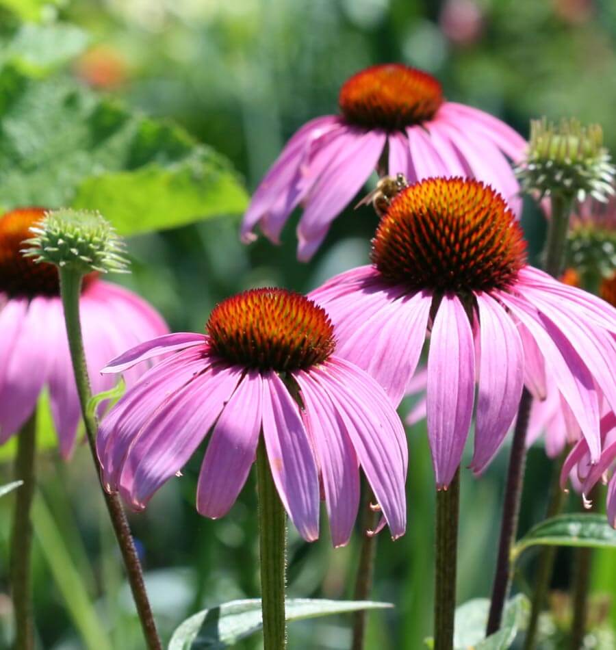 Echinacea Flower seeds for Planting Garden Favorite Heirloom & GMO Free Seeds for Home Garden
