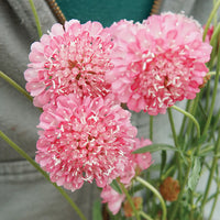 Pink Scabiosa Salmon Flower seeds for Planting Sun Loving Heirloom & GMO Free Seeds for Home Garden
 
 Sale