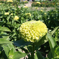 Envy Zinnia Flower seeds for Planting Drought Tolerant Heirloom & GMO Free Seeds for Home Garden 
 
 Sale