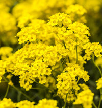 Yellow Aurinia Flower seeds for Planting Drought Tolerant Heirloom & GMO Free Seeds for Home Garden 
 
 Sale