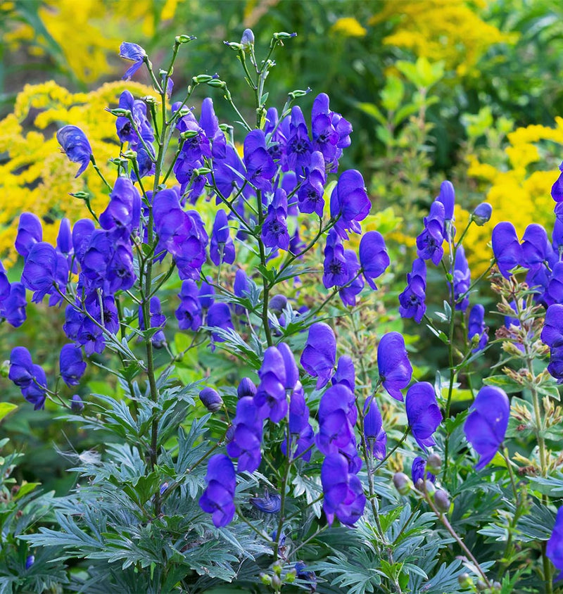 Aconite Flower Seeds Planting Guide: Expert Tips for Successful Growth