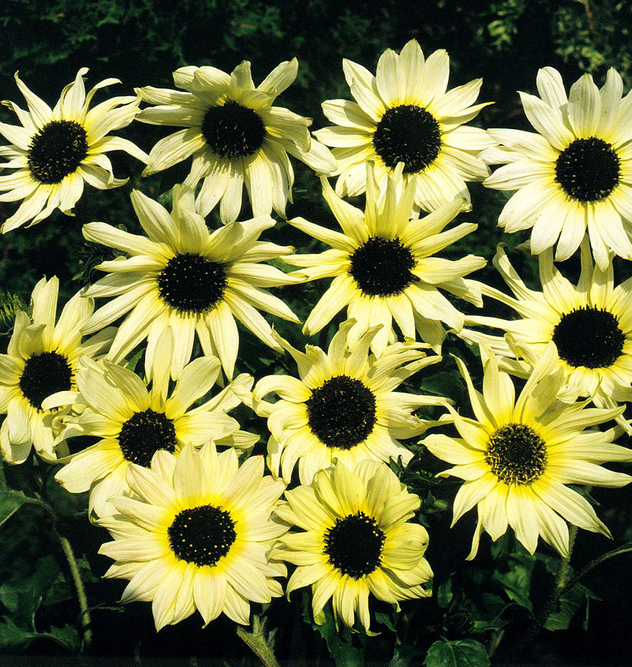 Light Yellow SunFlower seeds for Planting Sun Loving Heirloom & GMO Free Seeds for Home Garden 
 
 Sale