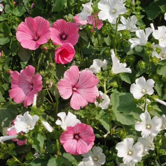 Heirloom Rose Mallow Flower seeds for Planting Pollinator Friendly Heirloom & GMO Free Seeds for Home Garden