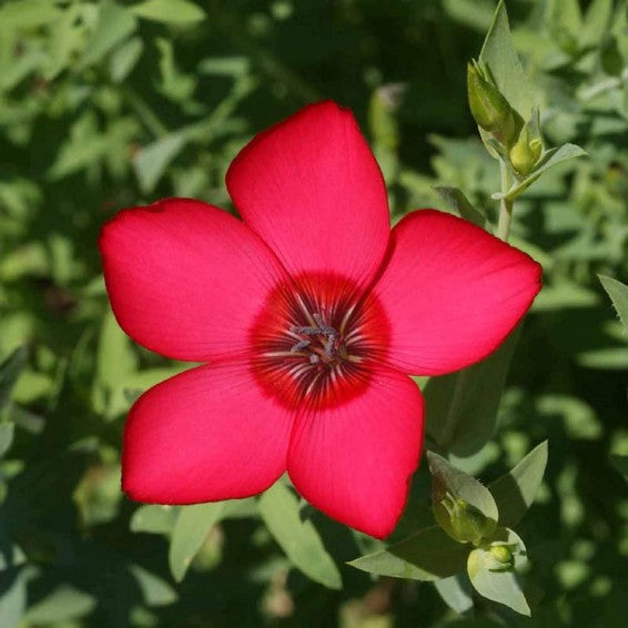 Scarlet Flax Flower seeds for Planting Long Bloom Season Heirloom & GMO Free Seeds for Home Garden