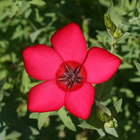 Scarlet Flax Flower seeds for Planting Long Bloom Season Heirloom & GMO Free Seeds for Home Garden