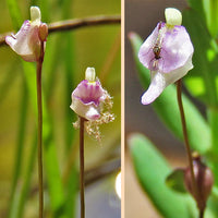 Utricularia Arenaria Flower seeds for Planting - Cottage Garden Essential, Heirloom & GMO Free Seeds for Home Garden