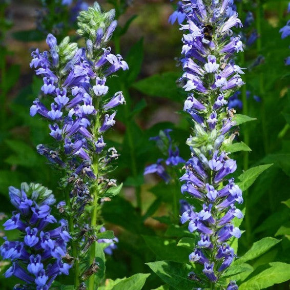 Blue Cardinal Flower seeds for Planting - Fragrant Blossoms, Heirloom & GMO Free Seeds for Home Garden