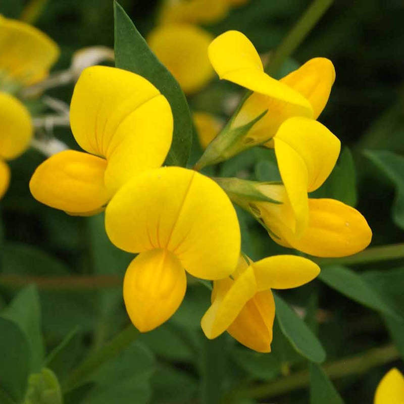 Birdsfoot Flower Seeds  Easy Planting Guide for a Stunning Garden