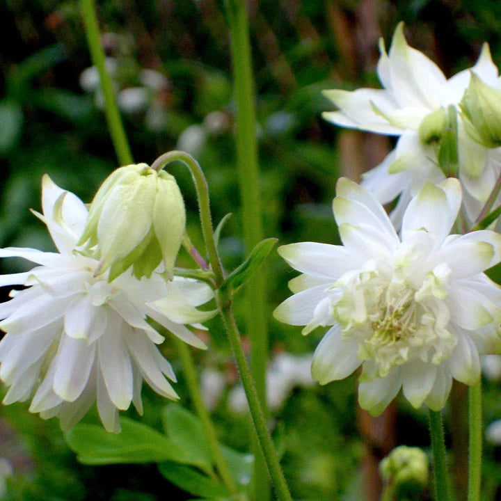 Aquilegia Lace Flower seeds for Planting - Compact Growth, Heirloom & GMO Free Seeds for Home Garden