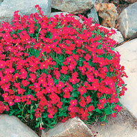 Red Cascade Flower Seeds for Planting Shade Tolerant Heirloom & GMO Free Seeds for Home Garden
 
 Sale