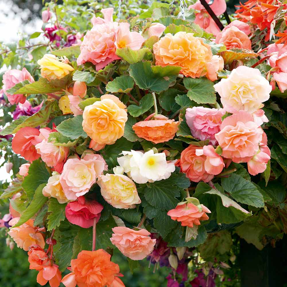 Mixed Begonia Flower seeds for Planting - Long Bloom Season, Heirloom & GMO Free Seeds for Home Garden