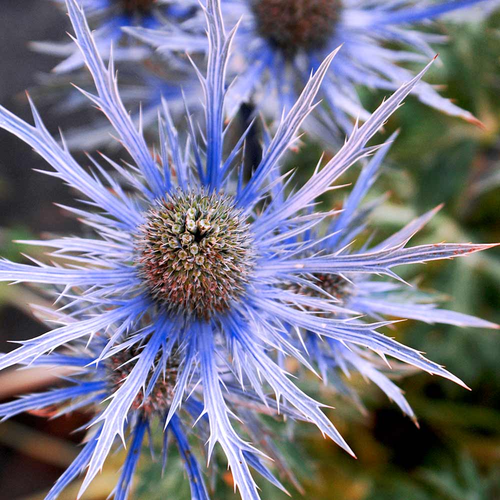 Alpinum Flower seeds for Planting Bright Blooms Heirloom & GMO Free Seeds for Home Garden