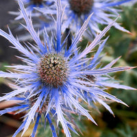 Alpinum Flower seeds for Planting Bright Blooms Heirloom & GMO Free Seeds for Home Garden