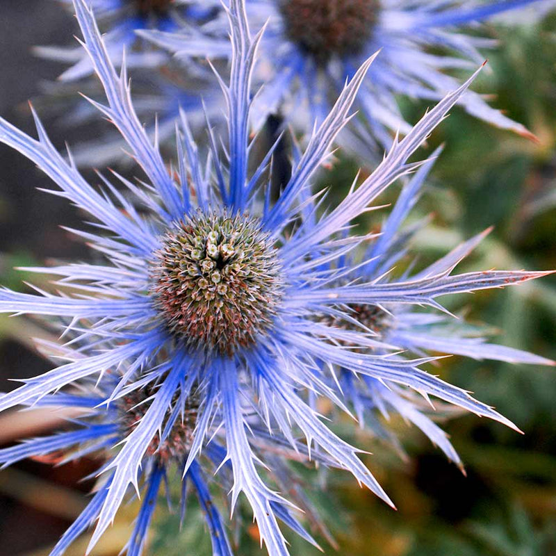 Alpinum Flower seeds for Planting Bright Blooms Heirloom & GMO Free Seeds for Home Garden