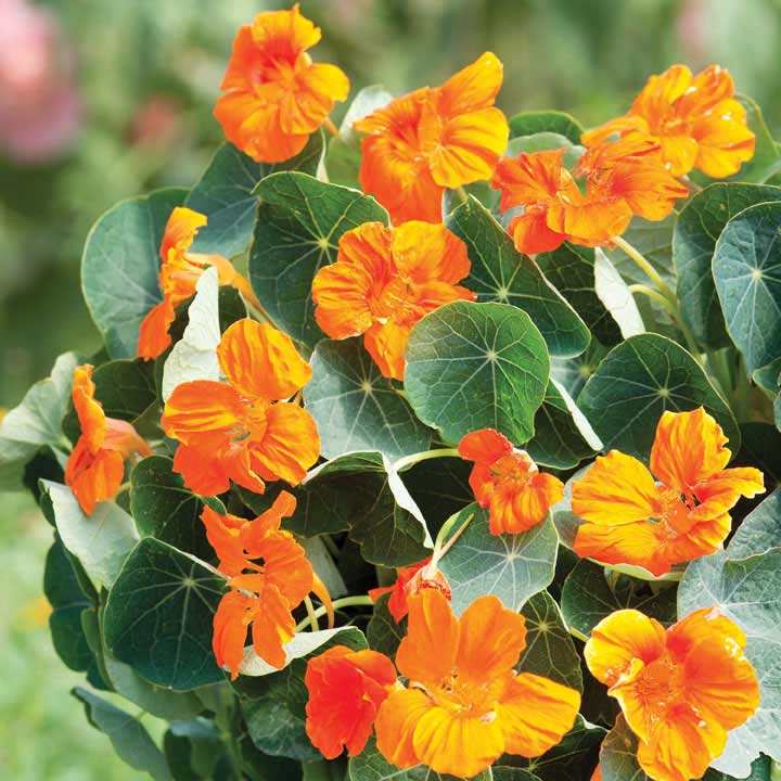 Orange Nasturtium Flower seeds for Planting - Fragrant Blossoms, Heirloom & GMO Free Seeds for Home Garden