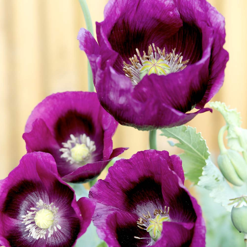 Violet Eschscholtzia Flower Seeds Easy to Grow Heirloom & GMO Free Seeds for Home Garden
 
 Sale