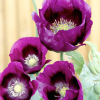 Violet Eschscholtzia Flower Seeds Easy to Grow Heirloom & GMO Free Seeds for Home Garden
 
 Sale