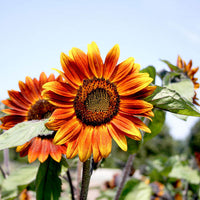 Yellow And Red Sunflower Seeds For Planting Flower