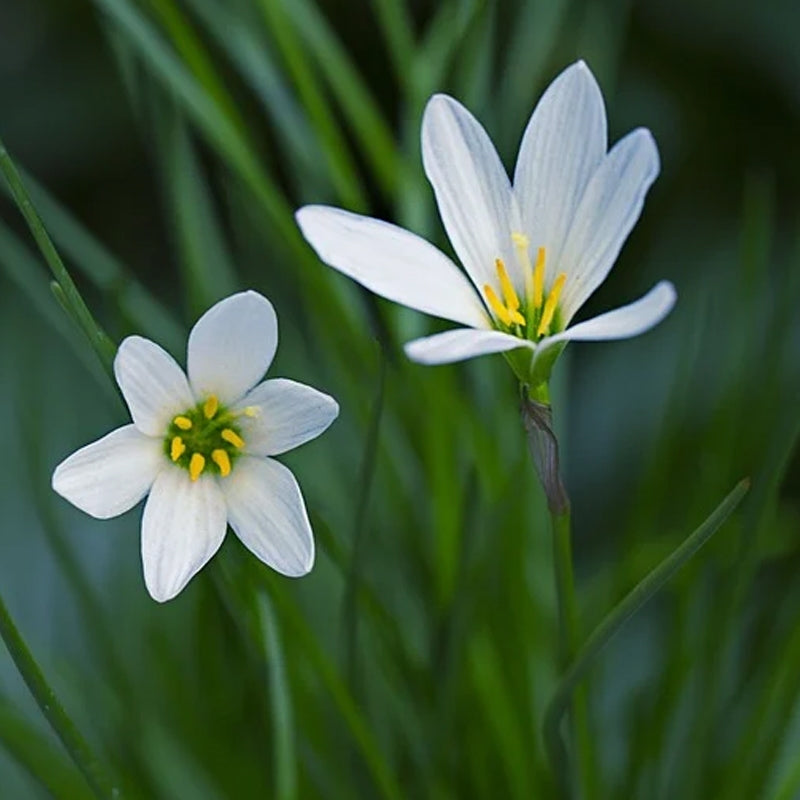 Zephyranthes Carinata Flower seeds for Planting Low Maintenance Heirloom & GMO Free Seeds for Home Garden