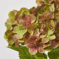 Green & Red Hydrangea Flower seeds for Planting - Easy to Grow, Heirloom & GMO Free Seeds for Home Garden
