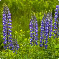 Thick Blue Lupine Flower seeds for Planting Seasonal Bloomer Heirloom & GMO Free Seeds for Home Garden