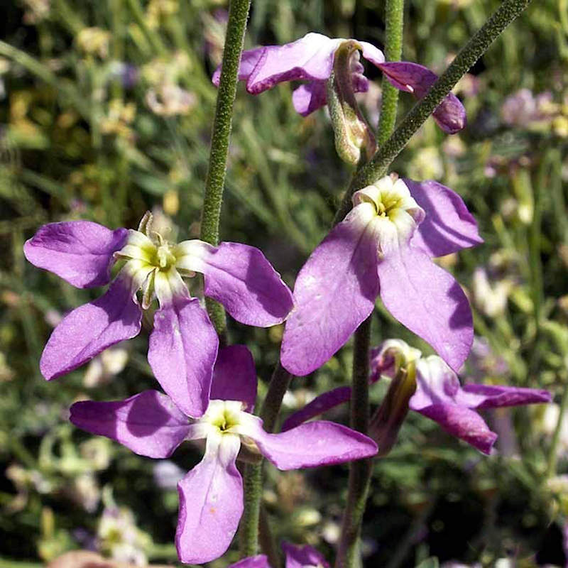Mathiola Longipetala Flower seeds for Planting Bright Blooms Heirloom & GMO Free Seeds for Home Garden 
 
 Sale