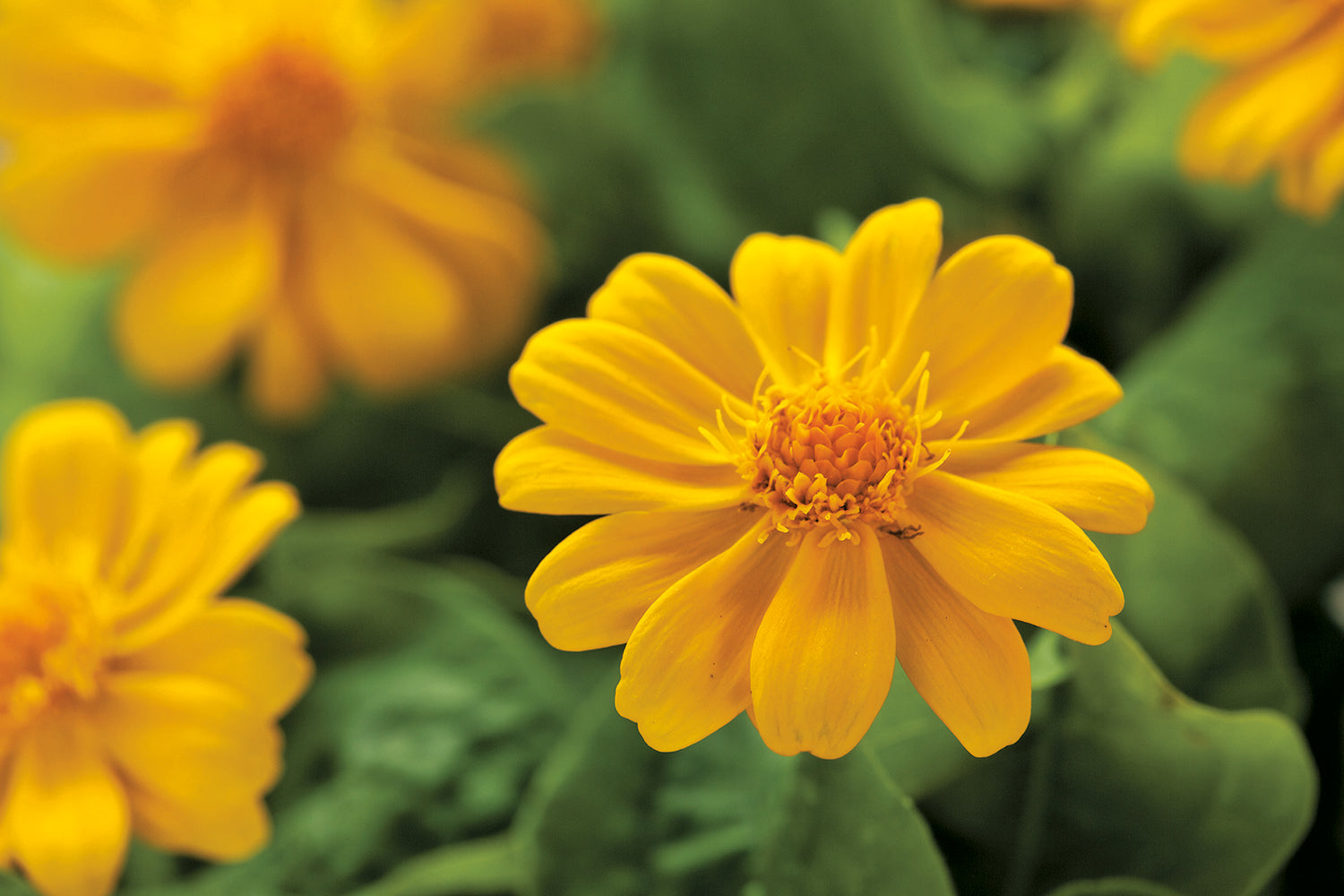 Melampodium Flower seeds for Planting Vibrant Colors Heirloom & GMO Free Seeds for Home Garden