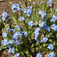 Alpenblumensamen Flower Seeds for Planting in Alpine Garden