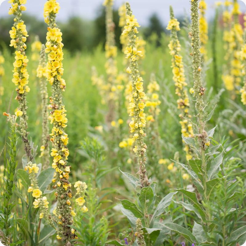 Yellow Verbascum Flower Seeds for Planting