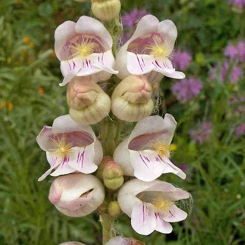 Pink Palmer's Penstemon Flower seeds for Planting - Garden Favorite, Heirloom & GMO Free Seeds for Home Garden