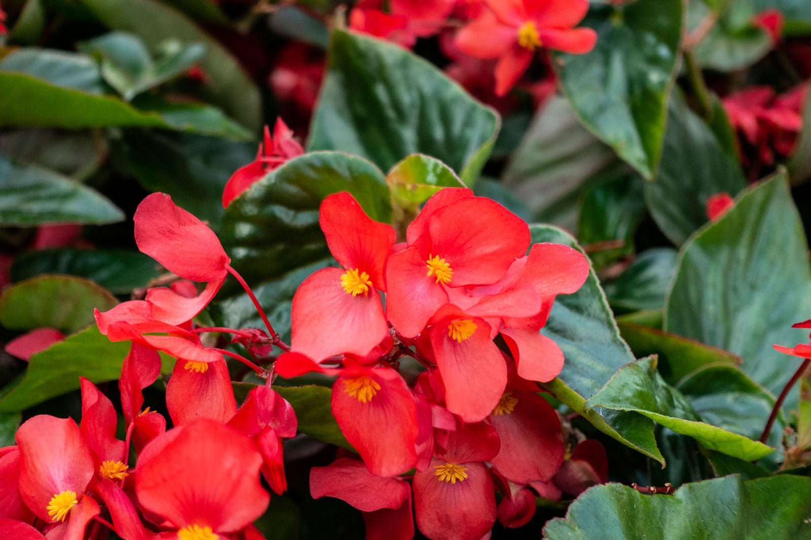 Fibrous Begonia Flower seeds for Planting - Garden Favorite, Heirloom & GMO Free Seeds for Home Garden