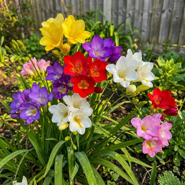 Mixed Freesias Flower seeds for Planting - Garden Favorite, Heirloom & GMO Free Seeds for Home Garden