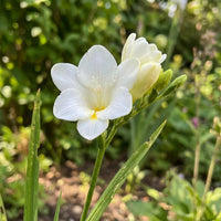Freesia Flower seeds for Planting Cut Flower Favorite Heirloom & GMO Free Seeds for Home Garden 
 
 Sale