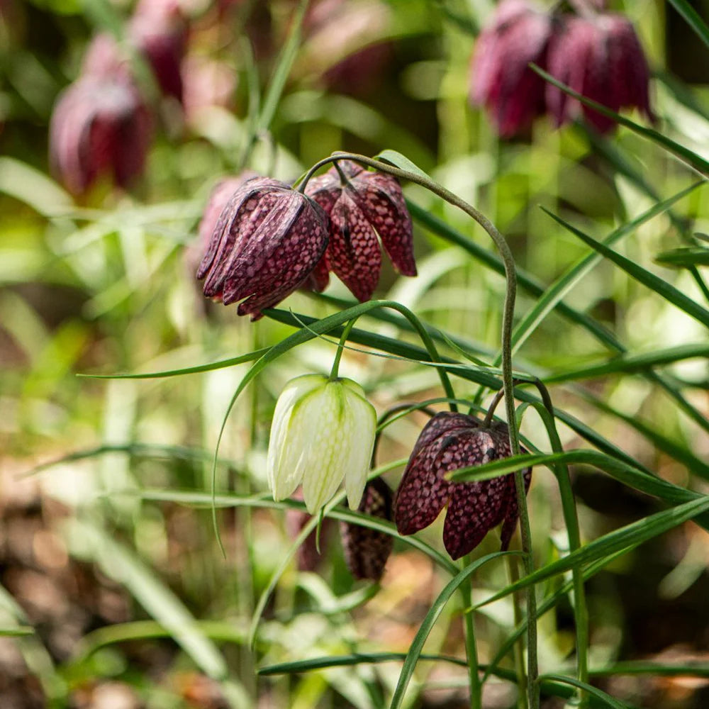 Fritillaria Flower Seeds for Planting - Unique Bell-Shaped Blooms